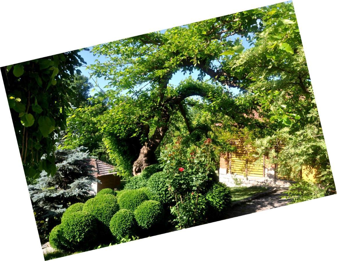 Guesthouse Djuric Negotin Ngoại thất bức ảnh